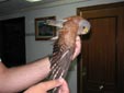 Falco naumanni