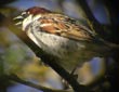 Passer hispaniolensis