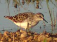 Calidris minuta