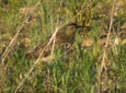 Numenius phaeopus