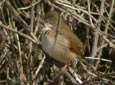 Sylvia communis