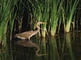 Ardea purpurea