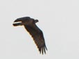 Pandion haliaetus