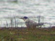 Sterna hirundo