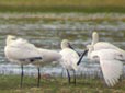 Platalea leucorodia