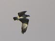 Pandion haliaetus
