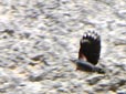 Tichodroma muraria