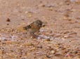 Fringilla montifringilla
