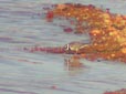 Charadrius hiaticula