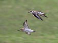 Charadrius hiaticula / Calidris alpina