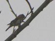 Fringilla montifringilla