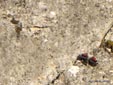 Tichodroma muraria