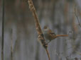 Panurus biarmicus