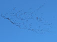 Grus grus