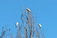 Bubulcus ibis