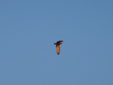 Asio flammeus