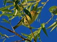 Phylloscopus trochilus