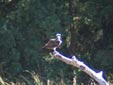 Pandion haliaetus