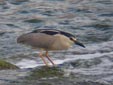 Nycticorax nycticorax