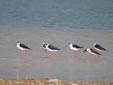Himantopus himantopus