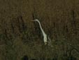 Egretta alba