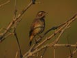 Luscinia svecica