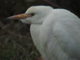 Bubulcus ibis