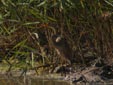Ardea purpurea