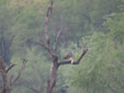 Pandion haliaetus