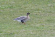 Anser brachyrhynchus