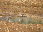 Calidris minuta