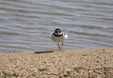 Charadrius hiaticula