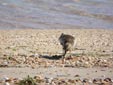 Calidris alpina