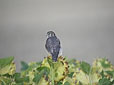 Falco columbarius