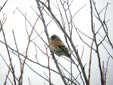 Fringilla montifringilla