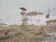 Limosa limosa