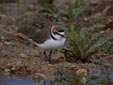 Charadrius alexandrinus