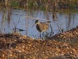 Numenius phaeopus