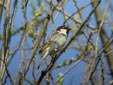 Passer hispaniolensis