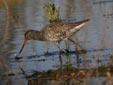 Numenius phaeopus
