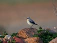 Charadrius hiaticula