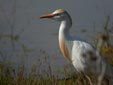Bubulcus ibis