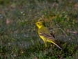 Motacilla flava flavissima