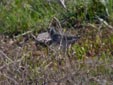 Tringa erythropus
