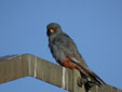 Falco vespertinus