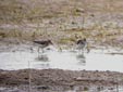 Calidris minuta