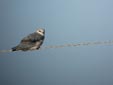 Elanus caeruleus