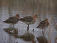 Limosa limosa