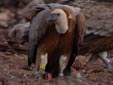 Gyps fulvus