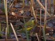 Motacilla flava thunbergi